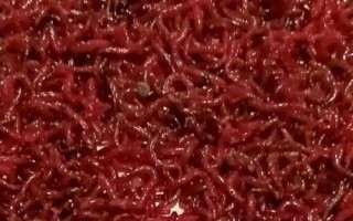 初冬釣魚(yú)適合用蚯蚓還是紅蟲(chóng)，氣溫偏低時(shí)用紅蟲(chóng)更合適