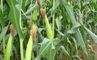 璟瑞866玉米種子特征特性，本品種活桿成熟