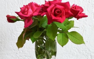 水培玫瑰花如何避免枯萎，要養(yǎng)在干燥、涼爽、通風處