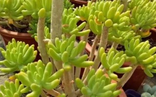 八千代的養(yǎng)殖方法，生長(zhǎng)期間每個(gè)月追施一次肥料