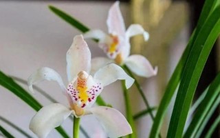 哪個品種的蘭花最好，富山奇蝶、余蝴蝶、市長紅等蘭花均比較不錯