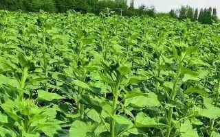 怎么種植向日葵花，現(xiàn)蕾前需控制好澆水量
