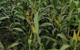 谷神玉3號(hào)玉米種子特征特性，生育期129.0天