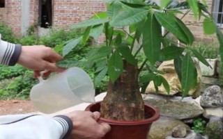 發(fā)財(cái)樹使用多少粒復(fù)合肥，株高1米可使用5-8粒