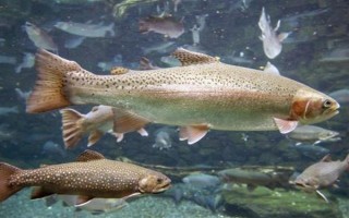 虹鱒魚的價(jià)格，一斤需要20-30元左右