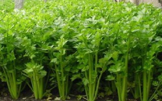 幾月份種植露天芹菜，南方可以在3月份種