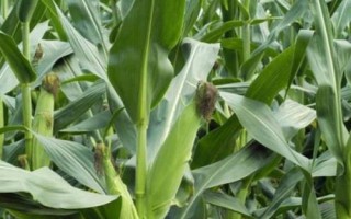 京農(nóng)科829玉米種子特征特性，高抗莖腐病