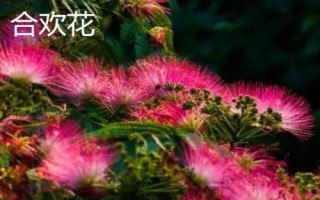 合歡花的產(chǎn)地，我國的東北、華南及西南等地都有種植
