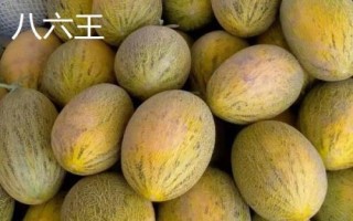 新疆哈密瓜的品種，西州蜜深受全國人們喜愛