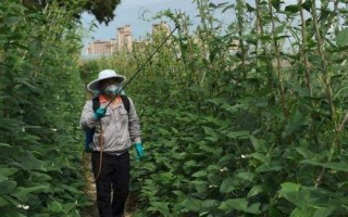 蕓豆何時(shí)噴施磷酸二氫鉀，結(jié)莢鼓粒時(shí)噴肥效果更佳