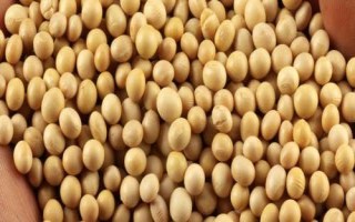 汾黑1號大豆種子特點(diǎn)，適宜播期4月下旬至5月上旬