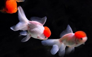 金魚能用自來水養(yǎng)嗎，自來水是軟水適合養(yǎng)魚