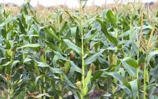 什么品種的玉米種子好，常見的有偉科702、華農(nóng)866等