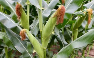 龍生5號(hào)玉米品種簡介，適宜播期4月下旬至5月上旬
