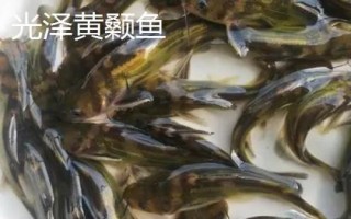 黃骨魚(yú)養(yǎng)多久才能上市，需養(yǎng)殖12-13個(gè)月才能售賣