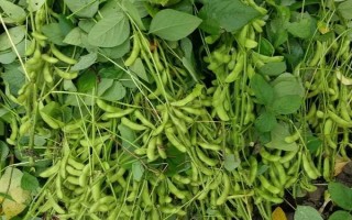 黑農(nóng)68大豆種子特點，該品種在適應區(qū)5月上旬播種