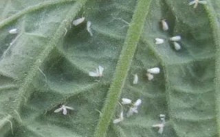 白菜白粉虱危害特點(diǎn)，傳播速度快且寄主范圍廣
