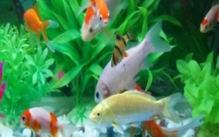 養(yǎng)魚可以用什么水，井水、江河湖水、泉水都可以