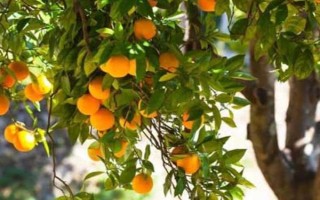 杏樹不結(jié)果的原因，可能是光照不足或水肥不足等導(dǎo)致的