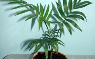 怎么養(yǎng)迷你椰子樹，需要每隔1-2年更換一次盆土