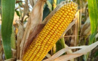 吉川985玉米種子特點(diǎn)，適宜播種期4月下旬至5月上旬