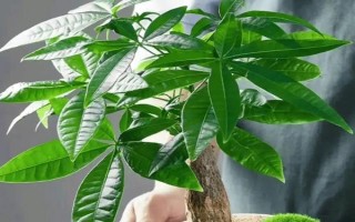 夏天發(fā)財(cái)樹葉子發(fā)黃脫落怎么辦，需要為發(fā)財(cái)樹做好遮陰措施