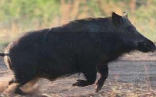 野豬害怕的東西和驅(qū)趕方法，害怕其它猛獸和強(qiáng)光