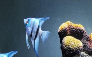 神仙魚(yú)吃孔雀魚(yú)嗎，神仙魚(yú)會(huì)吃掉體型小的孔雀魚(yú)