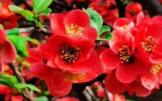 海棠花何時開放，不同品種的花期有區(qū)別