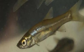 垂釣麥穗魚的技巧，可從釣底開始向上搜索魚層