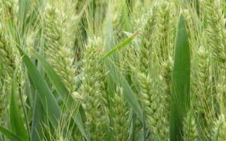 運旱805小麥種子介紹，適宜播量每畝8-9公斤