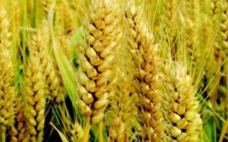 齊民17號(hào)小麥種簡(jiǎn)介，每畝基本苗15萬(wàn)左右