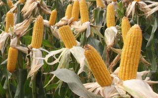 鄭品玉456玉米品種簡介，中抗灰斑病