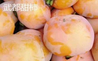 甘肅隴南市的特產(chǎn)水果，武都獼猴桃均屬野生