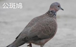 斑鳩怎么分公母，可根據(jù)頭的形狀、眼睛位置或眉毛長短等分辨