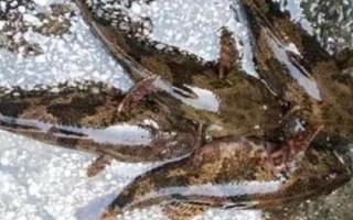 什么是呆子魚，通常指沙塘鱧、也叫土才魚