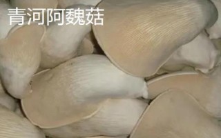 新疆阿克蘇地區(qū)有哪些特色水果，常見的有庫車小白杏、阿克蘇蘋果等
