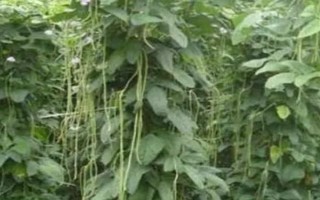 豆角歇伏的原因，高溫、干旱多雨等都會導(dǎo)致