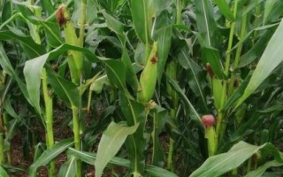 華甜玉8號(hào)玉米品種簡(jiǎn)介，基肥應(yīng)每畝施100千克