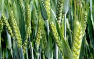 隴春30號(hào)小麥種子特征特性，每畝適宜基本苗50～60萬(wàn)