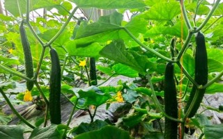 2月份適合種植的蔬菜，常見的有黃瓜、胡蘿卜、菠菜等