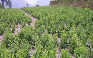 蒼術(shù)的栽培技術(shù)，用磷酸二胺做底肥為佳