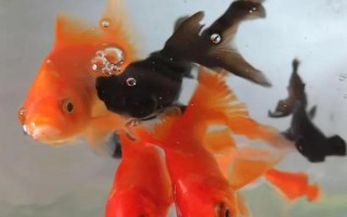 金魚能用自來水養(yǎng)嗎，自來水是軟水適合養(yǎng)魚