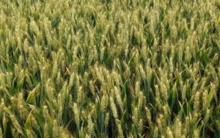 永樂麥836小麥種子特征特性，適宜播種期10月上中旬