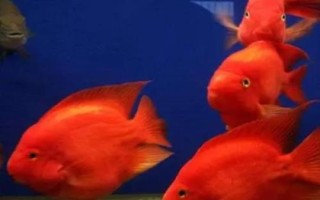 鸚鵡魚眼睛發(fā)紅的原因，可能是水質(zhì)水溫或基因變異等