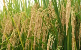 宇兩優(yōu)827水稻種子介紹，秧田畝播種量8－10千克