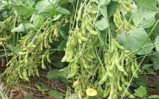 中黃78大豆品種的特性，畝種植密度15000株