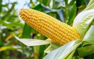 益嘉豐138玉米品種的特性，適宜播期4月下旬至5月上旬