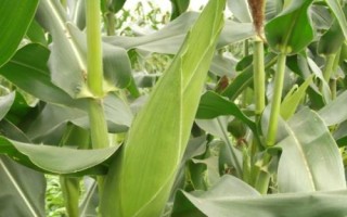 乾育18玉米品種簡(jiǎn)介，高抗小斑病