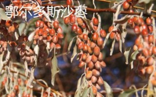 鄂爾多斯市的特產(chǎn)，黃河鯉魚在全國都非常出名